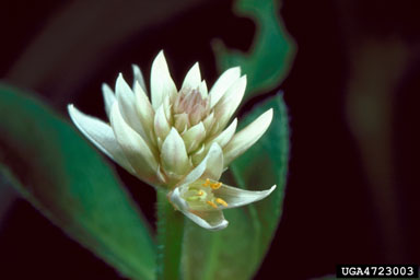 Figure 3. The white alligatorweed flowers are arranged in stalked, short, headlike spikes, and have a style. (Photograph courtesy USDA, ARS by G.R. Buckingham.)