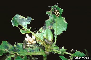 Figure 4. Adults and larvae of the alligatorweed flea beetle, Agasicles hygrophila Selman and Vogt, devour leaves and upper portions of stems. (Photograph courtesy USDA, ARS by G.R. Buckingham.)