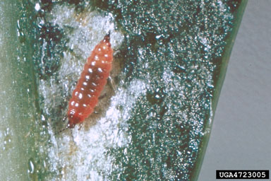 Figure 5. Larvae of the alligatorweed thrips, Amynothrips andersoni O'Neill, are bright orange. (Photograph courtesy USDA, ARS.)