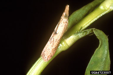 Figure 7. Adults of the alligatorweed stem borer, Arcola malloi (Pastrana), are inconspicuous light tan moths that rest with wings held closely to the body. (Photograph courtesy USDA, ARS by Willey C. Durden.)