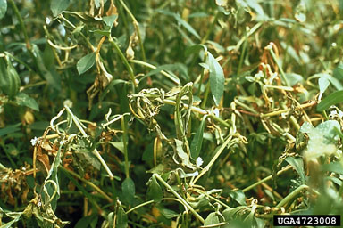 Figure 8. Stems damaged internally by larvae of the alligatorweed stem borer, Arcola malloi (Pastrana), wild, turn yellow, and die. (Photograph courtesy USDA, ARS.)