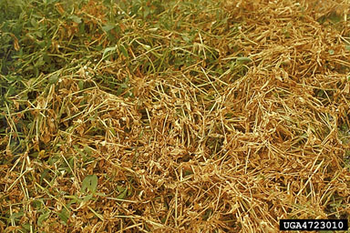 Figure 10. Alligatorweed mats killed by the alligatorweed stem borer, Arcola malloi (Pastrana), turn yellow but still retain leaves, in contrast to the yellow stems defoliated by the alligatorweed flea beetle, Agasicles hygrophila Selman and Vogt. (Photograph courtesy USDA, ARS.)