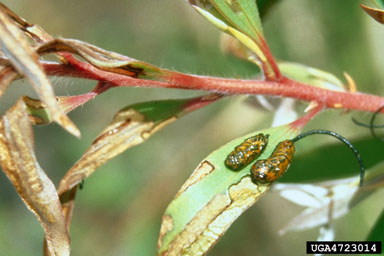 Figure 4a.Oxyops vitiosa on Melaleuca quinauenervia: Two larvae and typical larval feeding damage on a twig tip, note feeding scars on young leaves. (Photographs by W. Durden and G. Buckingham.)
