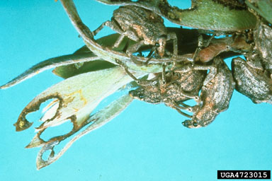 Figure 4b.Oxyops vitiosa on Melaleuca quinauenervia: Adults aggregated on young tips, note typical adult feeding holes on young leaves. (Photographs by W. Durden and G. Buckingham.)