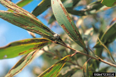 Figure 4c.Oxyops vitiosa on Melaleuca quinauenervia: Note an adult and feeding scars on fully mature leaves at the tip of a twig. (Photographs by W. Durden and G. Buckingham.)