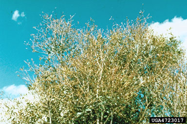 Figure 5.Severely defoliated (bare twigs) upper crown of Melaleuca quinquenervia trees. Such branch defoliation and twig dieback is caused by severe larval and adult feeding damages. (Photograph by T. Center.)