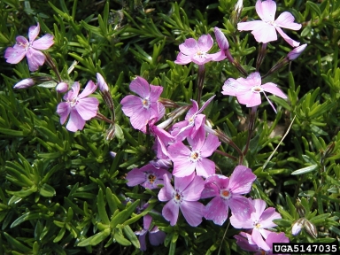 phlox (Genus Phlox L.)