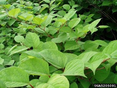 Japanese knotweed infestation in Czechia