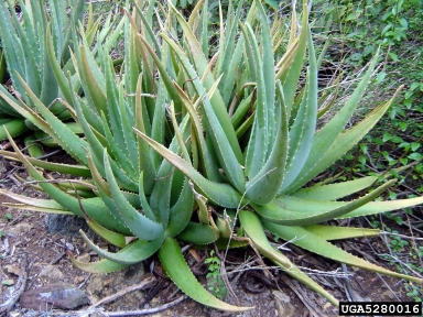 Barbados aloe (Aloe vera (L.) Burm. f.)
