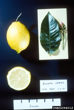 lemon (Citrus x limon (L.) Osbeck)