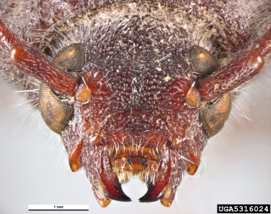 Old House Borer Hylotrupes Bajulus Linnaeus 1758 Filters View Anterior Apical