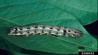 tobacco caterpillar scientific name taro caterpillar (Spodoptera litura (Fabricius, 1775))