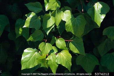 Algerian ivy (Hedera canariensis Willd.)