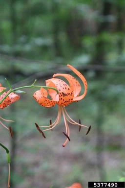 tiger lily (Lilium lancifolium Thunb.)
