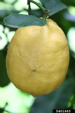 lemon (Citrus x limon (L.) Osbeck)
