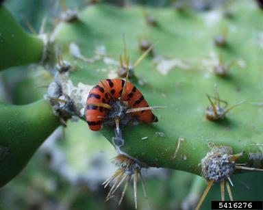 cactus moth (Cactoblastis cactorum (Berg, 1885))
