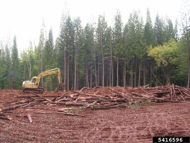 Image result for timber logging in Araucaria forests