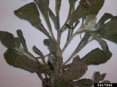 Cudweed Gnaphalium Spp Filters Orin Landscape Res Large Print Aut Forest And Kim Starr Starr Environmental