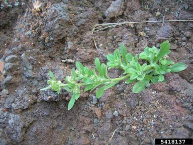 Cudweed Gnaphalium Spp