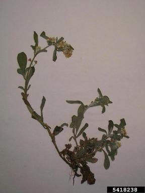 Cudweed Gnaphalium Spp