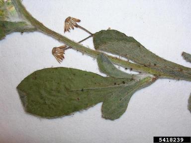 Cudweed Gnaphalium Spp