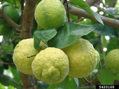 lemon (Citrus x limon (L.) Osbeck)