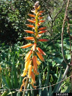 Barbados aloe (Aloe vera (L.) Burm. f.)