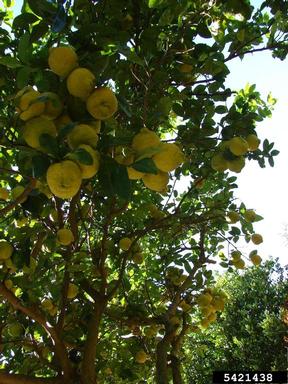 lemon (Citrus x limon (L.) Osbeck)