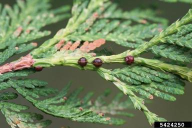 northern white cedar (Thuja occidentalis L.)