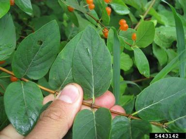 Tatarian honeysuckle (Lonicera tatarica L.)