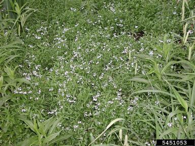 True Forget Me Not Myosotis Scorpioides L