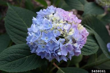 hydrangea (Genus Hydrangea L.)