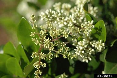 Japanese privet (Ligustrum japonicum Thunb.)