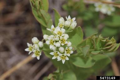 Bastard Toadflax Comandra Umbellata L Nutt
