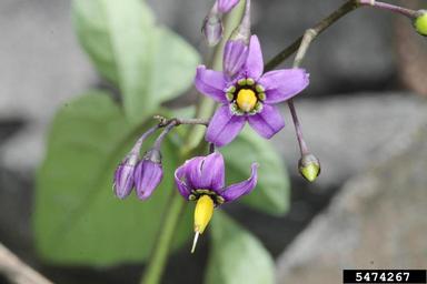 Bittersweet Nightshade Solanum Dulcamara L