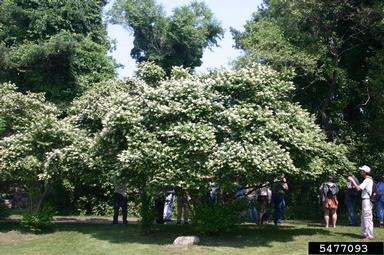 Privet Ligustrum Spp L