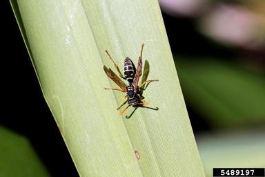 Chinese Paper Wasp Polistes Chinensis Fabricius 1793 chinese paper wasp polistes chinensis