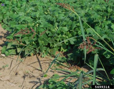 Barnyardgrass Echinochloa Crus Galli L Beauv