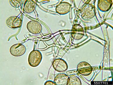 Downy Mildew Microscope Downy Mildew Nursery Management