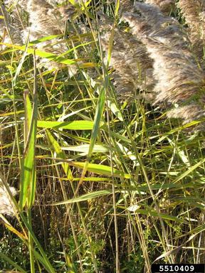 common reed (European) – IBiocontrol