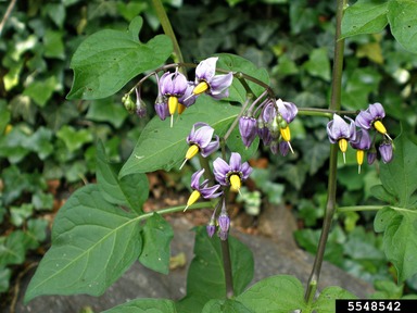 Bittersweet Nightshade Solanum Dulcamara L