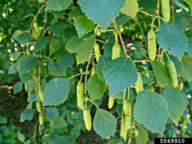Downy Birch Betula Pubescens Ehrh