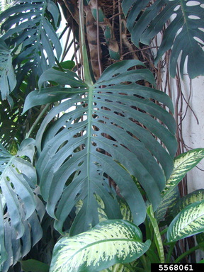 moon snake plant Moonshine main image 0