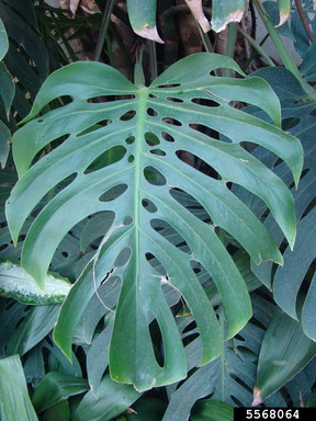 bantel's sensation snake plant Snake Plant 'Bantel's Sensation' Dracaena trifasciata – Jungle Story main image 0