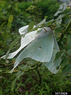 Luna Moth Actias Luna Linnaeus