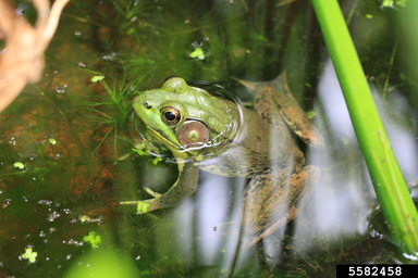 Green frog (Lithobates clamitans (Latreille in Sonnini de Manoncourt and  Latreille, 1801))