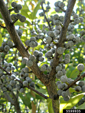 Clusters of small, round, grayish wax-coated berries growing tightly along the woody branches of a shrub, surrounded by green foliage