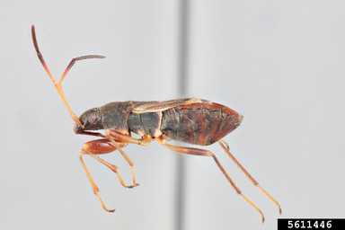 dirt-colored seed bug Ligyrocoris sylvestris Linnaeus, 1758