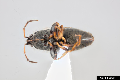 introduced dirt-colored seed bug Megalonotus sabulicola (Thomson, 1870) |  Filters: Area: Anatomy
