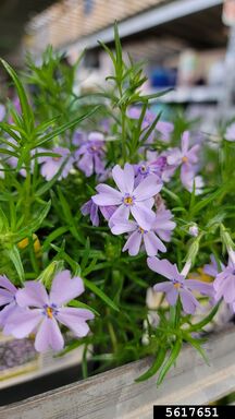 phlox (Genus Phlox L.)